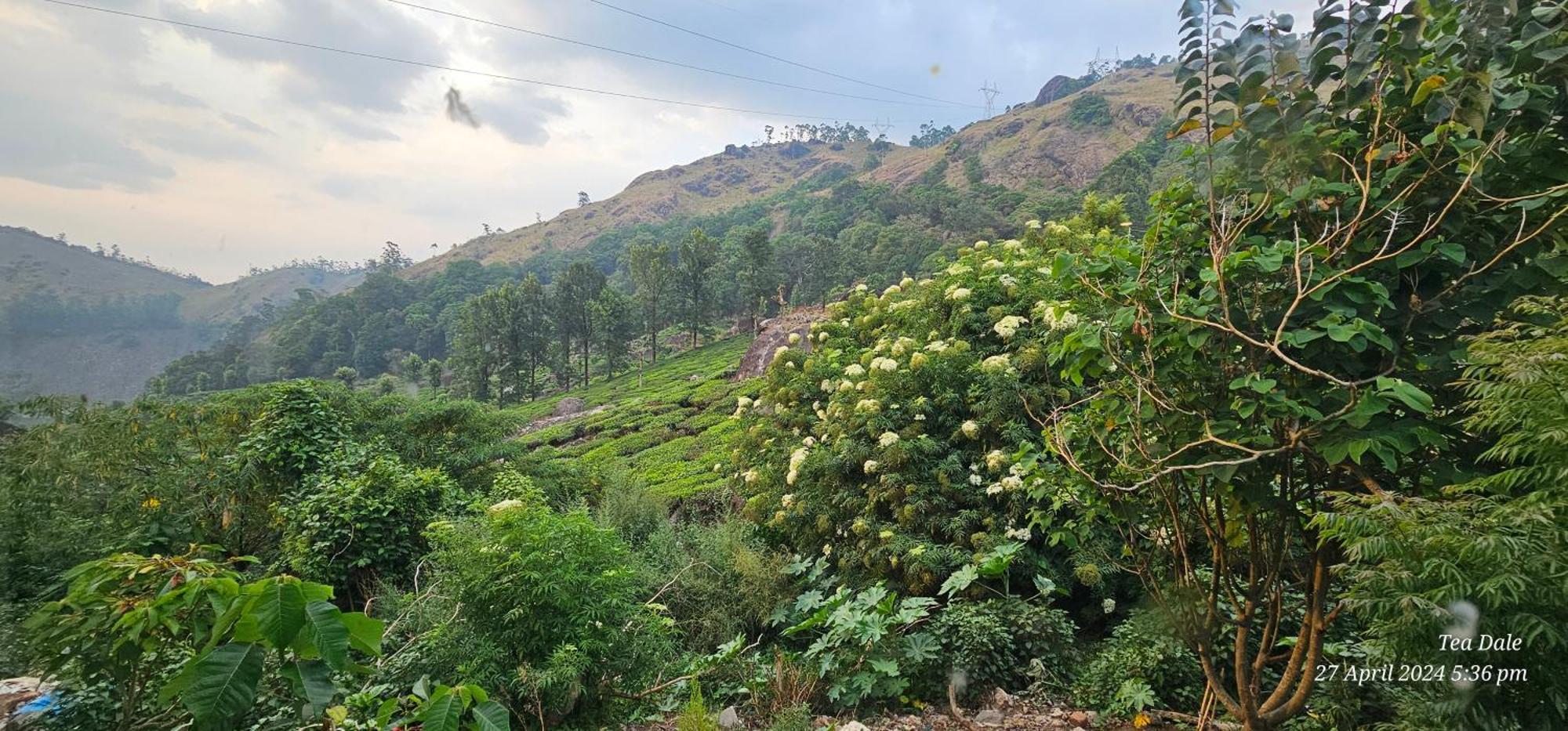 מונאר Tea Dale - All Rooms With Tea Estate View מראה חיצוני תמונה